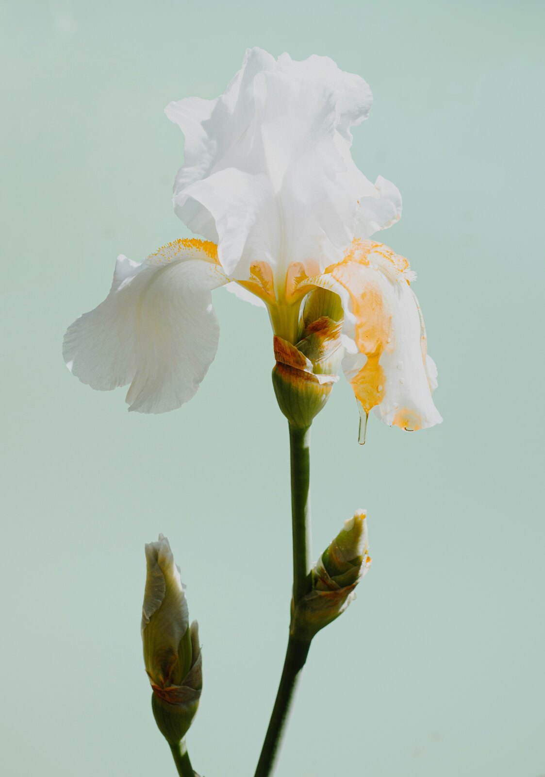 浅色背景中的白色鸢尾花